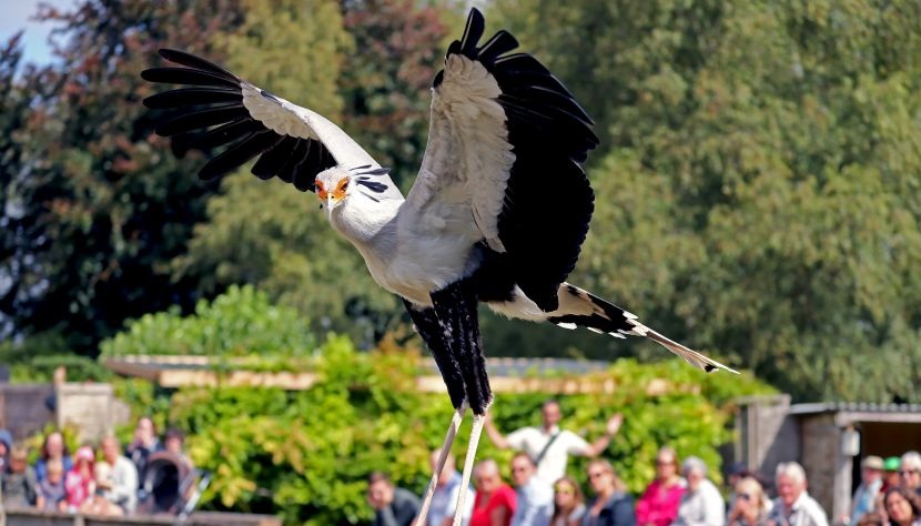 Hawk Conservancy Secretary Bird